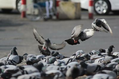 Close-up of seagulls flying