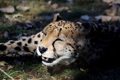 Close-up of a cat on field