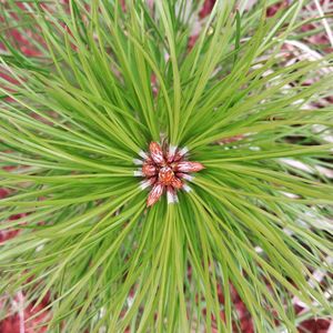 Close-up of plant