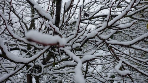 Close-up of bare tree during winter