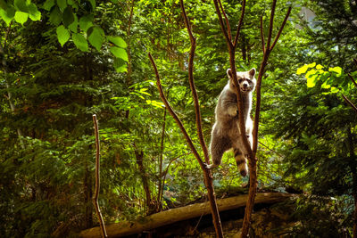 Raccoon standing on tree in forest