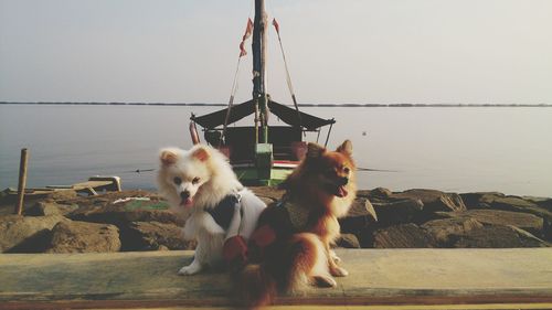 Dogs sitting on beach against clear sky