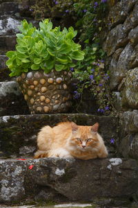 Portrait of cat sitting on rock