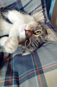 Portrait of cat relaxing on bed at home