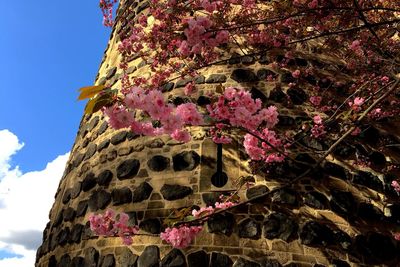 Low angle view of pink flowers on tree