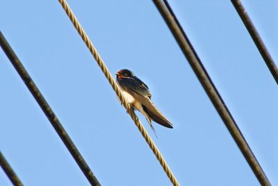 Low angle view of bird perching on wire against clear sky
