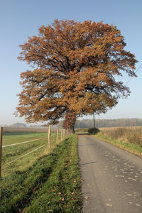 1000jährige eiche in papenhausen