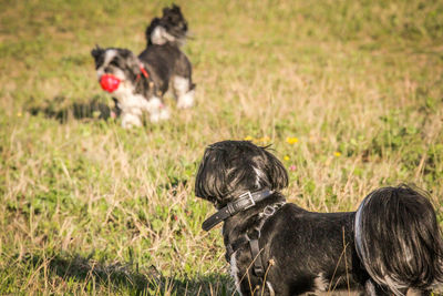 Two dogs on field