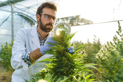 Focused male specialist wearing white robe and gloves checking hemp plants with magnifier while working in greenhouse in pharmaceutical laboratory