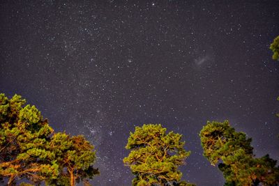 Low angle view of trees against sky at night