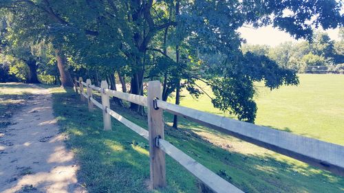 Narrow pathway along trees in park