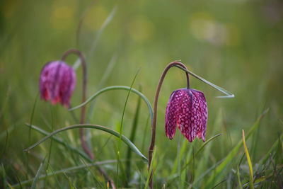 Close-up of pink flowering plant on field