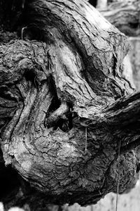 Close-up of driftwood on tree trunk