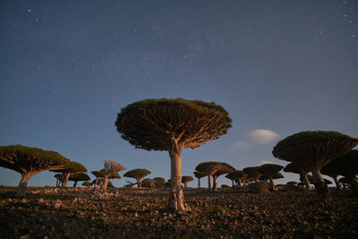 Low angle view of trees against sky at night