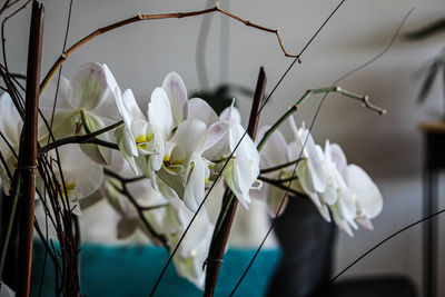 Close-up of white flowering plants