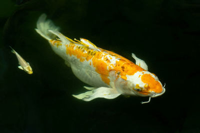 Close-up of fish swimming in sea