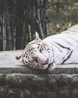 Tiger relaxing outdoors