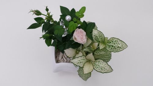 High angle view shot of plant against white background