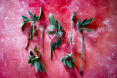 High angle view of herbs on red table