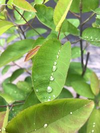 Close-up of wet plant