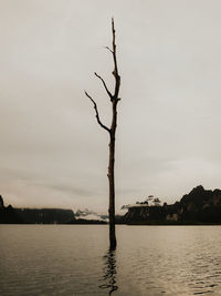 Bare tree by lake against sky
