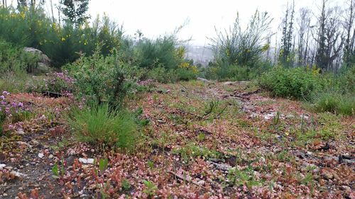 Plants growing on land