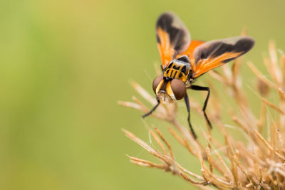 Close-up of butterfly pollinating on flower