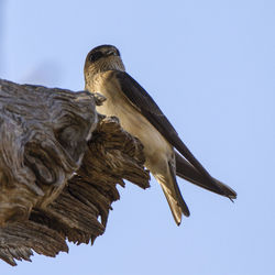 Low angle view of eagle perching on a tree