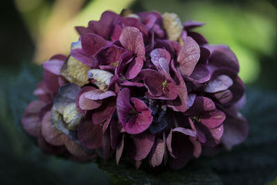 Close-up of purple hydrangeas