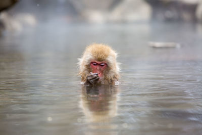 Japanese macaque swimming in hot spring