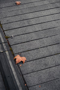 High angle view of autumn leaves on footpath