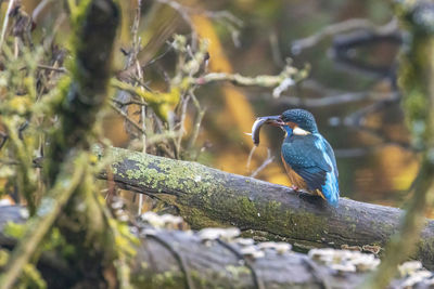 Close-up of bird perching on branch