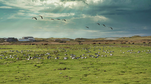 Flock of birds flying in the sky