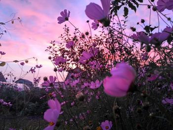 Close-up of pink flowering plant against sky