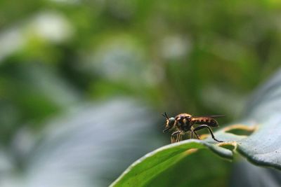 Close-up of insect on leaf