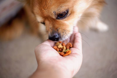 Close-up of hand holding small dog