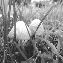 Close-up of plant growing on field