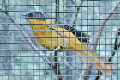 Close-up of bird perching in cage