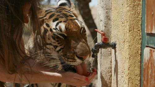 Woman feeding water to tiger