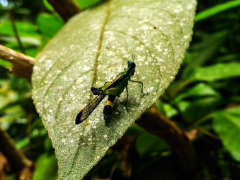 Close-up of insect on leaf