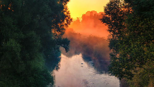 Scenic view of forest during sunset