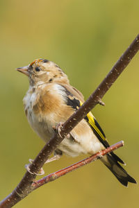 Close-up of bird perching on branch