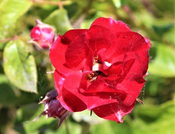 Close-up of red rose flower