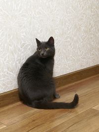 Portrait of cat sitting on wooden floor