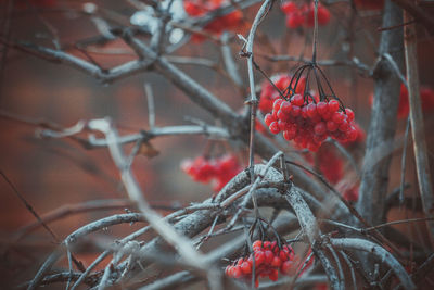 Close-up of red currants on tree