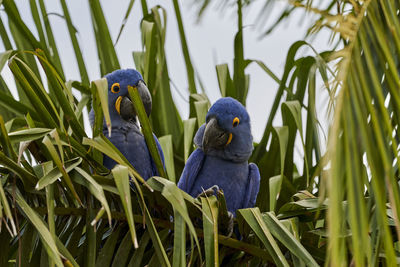 The hyacinth macaw, anodorhynchus hyacinthinus, large deep blue parrot, in the pantal