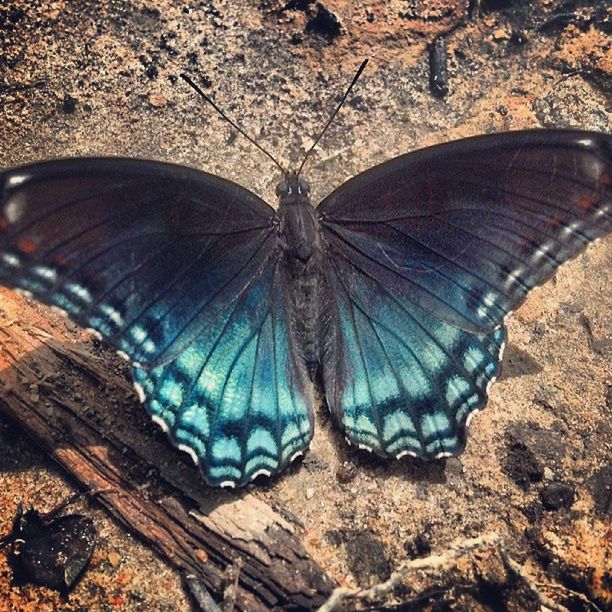 animal themes, one animal, animals in the wild, wildlife, insect, butterfly - insect, natural pattern, animal markings, close-up, nature, animal wing, butterfly, animal antenna, high angle view, outdoors, day, beauty in nature, no people, pattern, sunlight