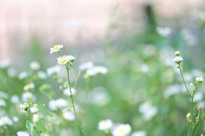 Close-up of flowering plant on field