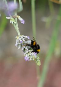 Close-up of bee pollinating on flower