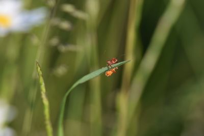 Close-up of beetle on plant